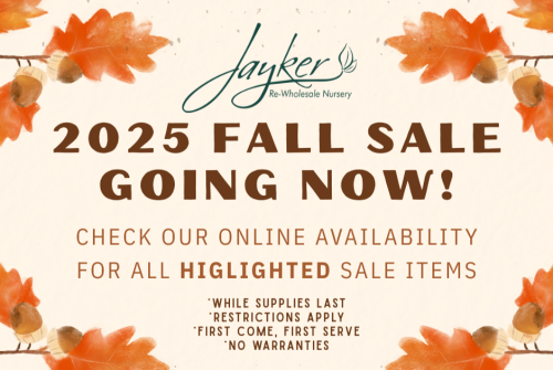 Fall Sale Graphic for Website Fall Sale Graphic for Website